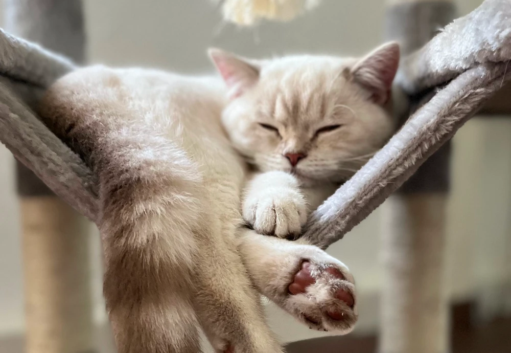 best pet camera for dogs