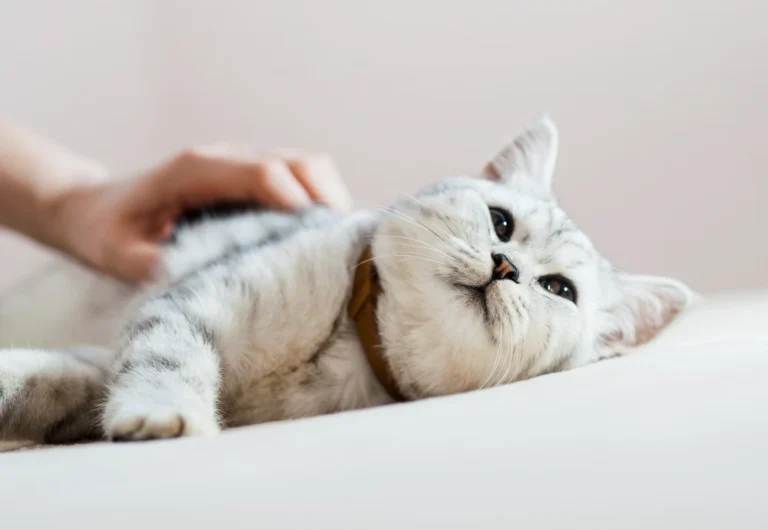 camera to watch pets while away