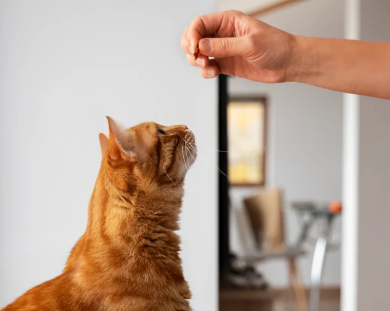 automatic pet feeder food dispenser