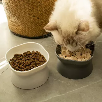 Tilted Cat Food Bowl Guide: Calmer, Cleaner Meals